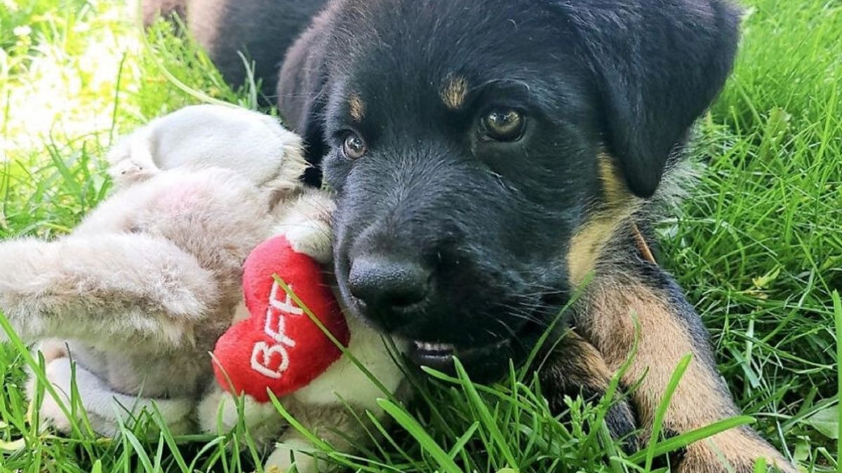 Illustration : "14 photos montrant la belle évolution d'un chiot en un an"