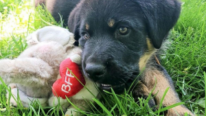 Illustration : 14 photos montrant la belle évolution d'un chiot en un an