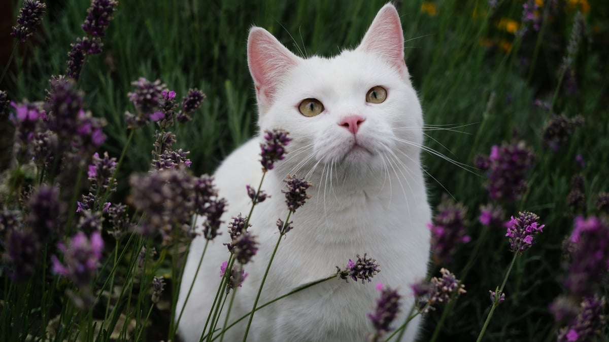 Illustration : "18 prénoms de chats qui sentent bon le printemps"