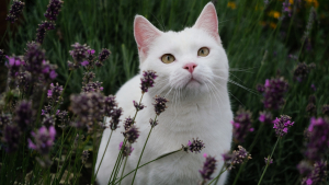 Illustration : "18 prénoms de chats qui sentent bon le printemps"