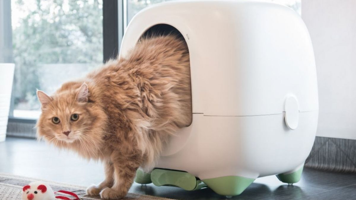 Illustration : "Caremitou®, ce fleuron de la Pet Tech aux petits soins avec votre chat vise l'international"