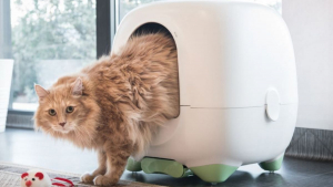 Illustration : Caremitou®, ce fleuron de la Pet Tech aux petits soins avec votre chat vise l'international