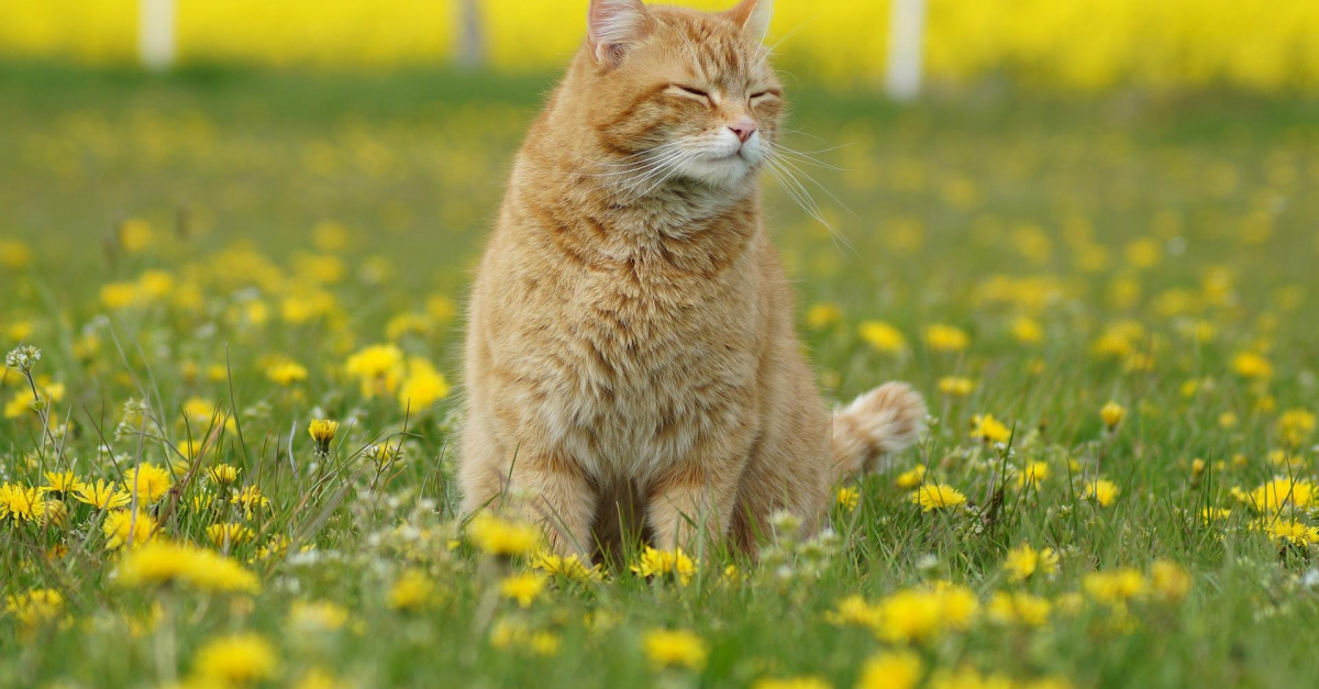 Demangeaisons Eternuements Toux Votre Chat Souffre T Il Du Rhume Des Foins Demangeaisons Eternuements Toux Votre Chat Souffre T Il Du Rhume Des Foins