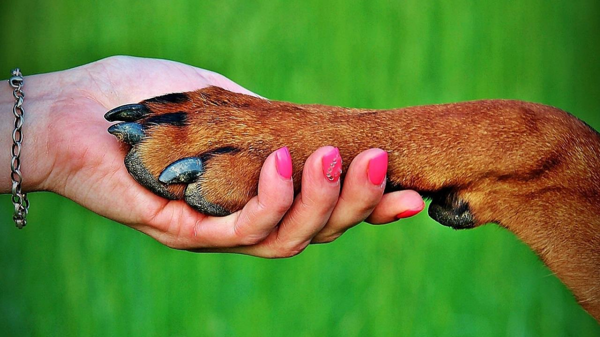 Illustration : "9 raisons qui expliquent pourquoi votre chien se lèche les pattes"