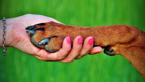 Illustration : 9 raisons qui expliquent pourquoi votre chien se lèche les pattes