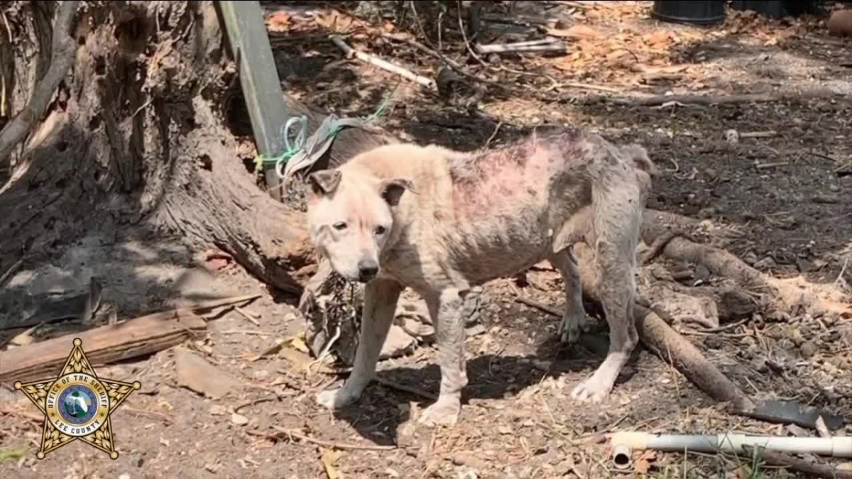 Illustration : "« La chienne mangeait des cailloux » : une femme arrêtée pour cruauté envers les animaux"