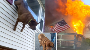 Illustration : Ce chien fait un saut par la fenêtre héroïque afin d'échapper à l'enfer de sa maison en flammes (vidéo)