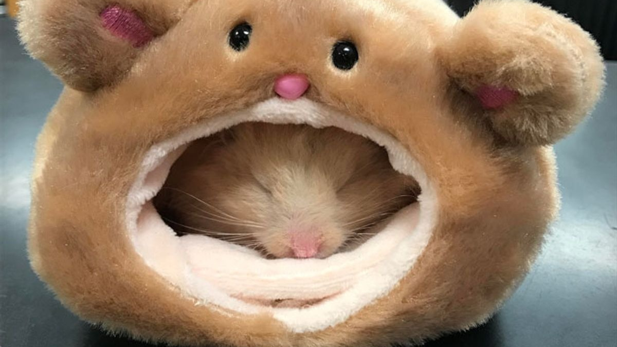 Illustration : "17 photos de hamsters qui pourraient remporter le prix de l'animal le plus mignon"
