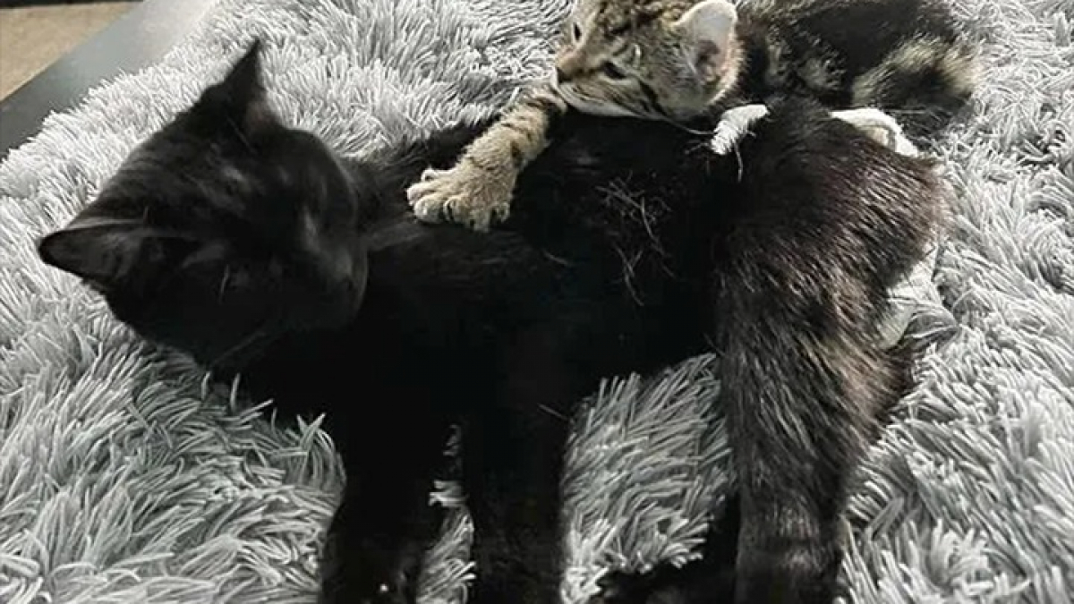 Illustration : "Max, le chaton polydactyle sauvé par sa maîtresse devient le meilleur ami de son chat handicapé (vidéo)"