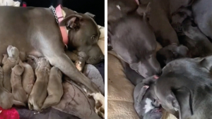 Illustration : "L'immense fierté d'un papa Pitbull lorsqu'il rencontre ses 8 chiots pour la première fois (vidéo)"