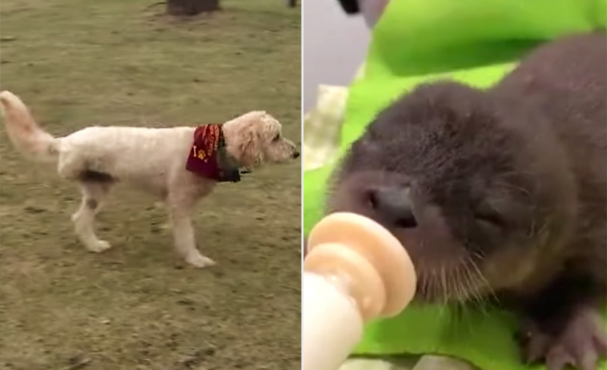 Illustration : "Un chien à 3 pattes victime d'un cancer est salué en héros pour avoir sauvé un bébé loutre (vidéo)"