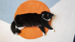 Illustration : 20 photos de chats qui adorent se cacher dans des endroits bizarres