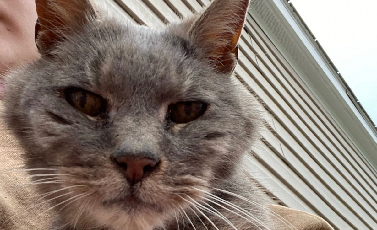 Illustration : "L'incroyable destin d'un chat qui retrouve ses propriétaires après 16 ans d'errance !"