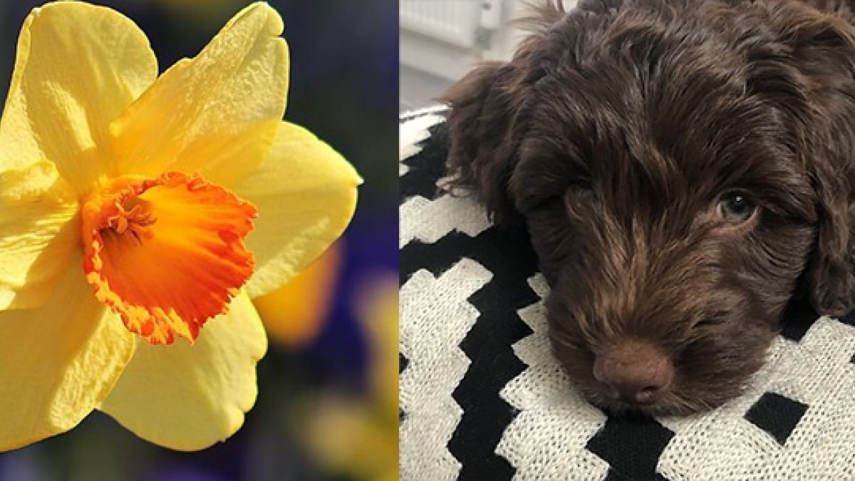 Illustration : "Son chiot Cockapoo mange une jonquille et tombe gravement malade ! La maîtresse appelle les propriétaires de chien à la vigilance"