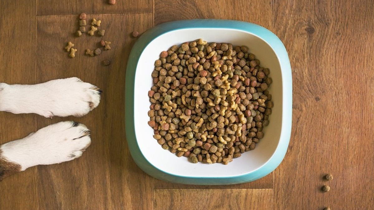 Illustration : "Donner un seul repas par jour à son chien serait bon pour sa santé, révèle une nouvelle étude"