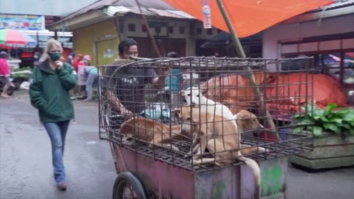 Illustration : "Dans un marché indonésien, une femme voit 4 chiens sur le point d'être vendus pour leur viande et décide d'intervenir"