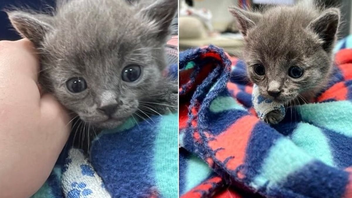 Illustration : "Un chaton blessé après s'être caché sous une tondeuse à gazon mise en marche attend une bonne nouvelle"