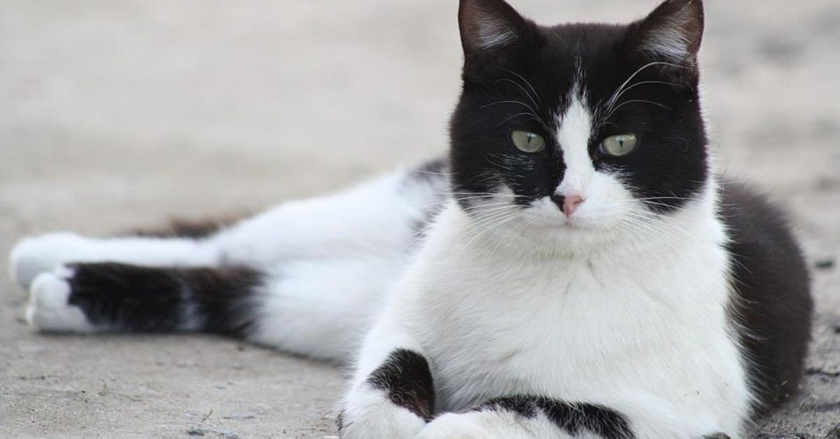 Nom De Chaton Noir Et Blanc 20 idées de noms imaginatifs pour un chat noir et blanc