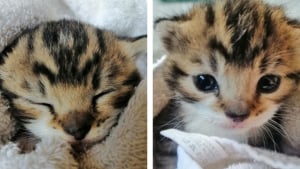 Illustration : "Il abandonne un chaton et laisse un pack de bières en guise de remerciement, une association tente de découvrir son identité"