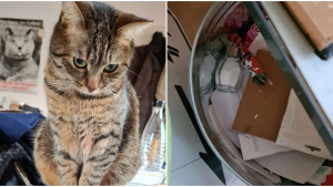 Illustration : "L'activité préférée de ce chat consiste à jeter tous les objets qui lui tombent sous la patte à la poubelle !"
