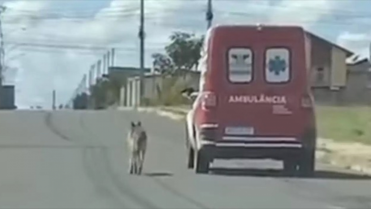 Illustration : "Un chien fidèle suit l'ambulance qui transporte son maître à l'hôpital (vidéo)"
