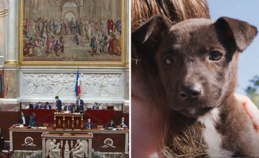 Illustration : "30 ONG demandent aux candidats des législatives de s’engager pour la protection animale"