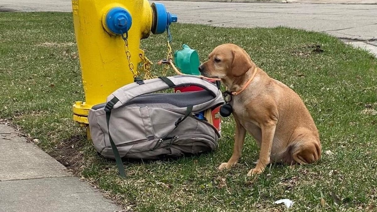 Illustration : "Une chienne découverte abandonnée, attachée à une bouche d'incendie et avec un triste message de ses maîtres"