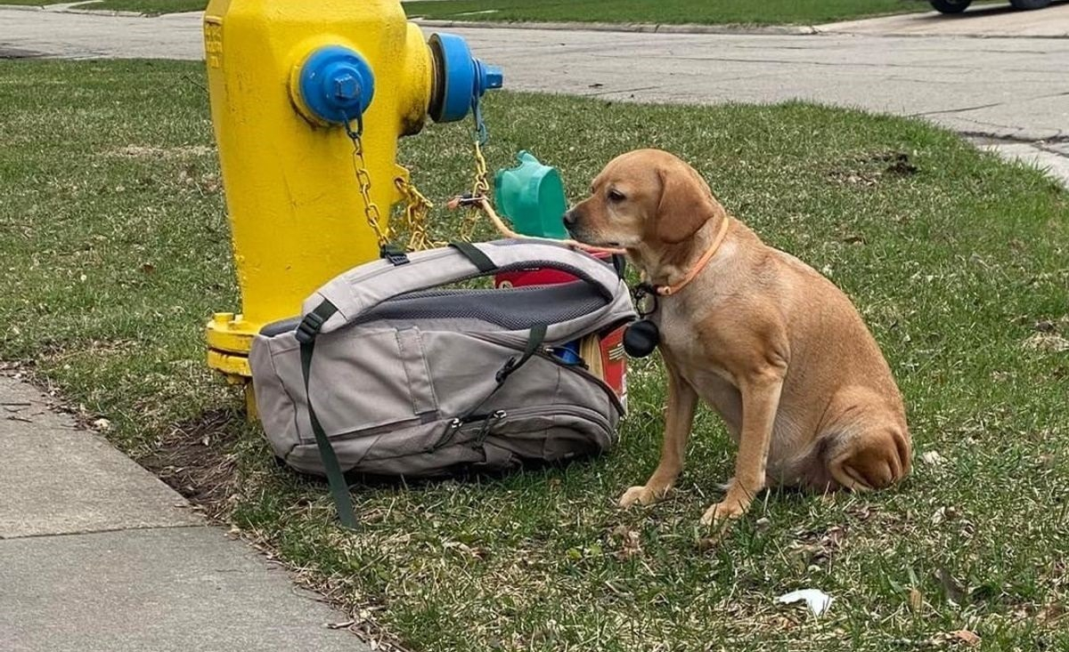 Illustration : "Une chienne découverte abandonnée, attachée à une bouche d'incendie et avec un triste message de ses maîtres"