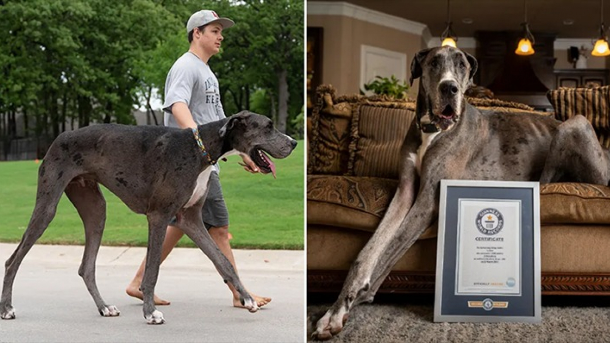 Illustration : "Un Dogue Allemand fait son entrée dans le Guinness World Records grâce à sa taille impressionnante (vidéo)"