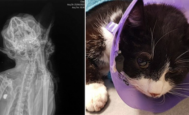 Illustration : "Un acte de cruauté met la vie d'un chat touché par balle en péril"