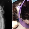 Illustration : Un acte de cruaut&eacute; met la vie d'un chat touch&eacute; par balle en p&eacute;ril