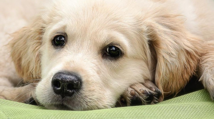 Illustration : Son chiot de 8 mois déchiquette une enveloppe contenant 2000 euros. Il demande de l'aide à la Banque Nationale !
