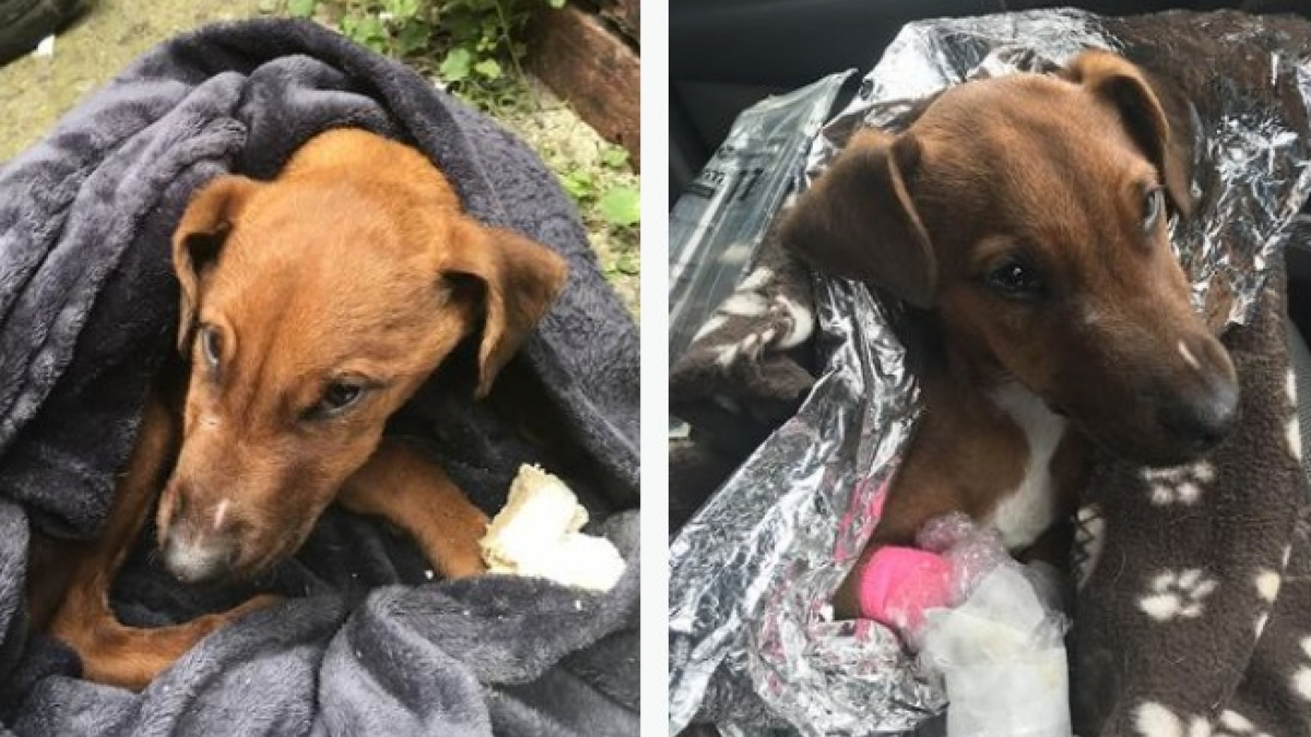 Illustration : "Un chiot d'un mois jeté sur la route, blessé et terrifié se bat pour la vie !"