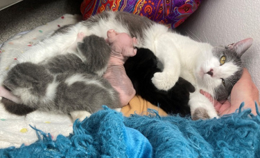 Illustration : "Un Sphynx nouveau-né rejeté par sa mère, trouve du réconfort avec une maman chat au refuge"