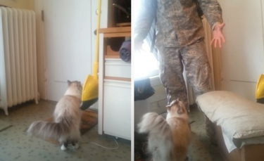 Illustration : "La réaction attendrissante d'un chat qui voit son maître soldat rentrer à la maison après une longue absence (vidéo)"