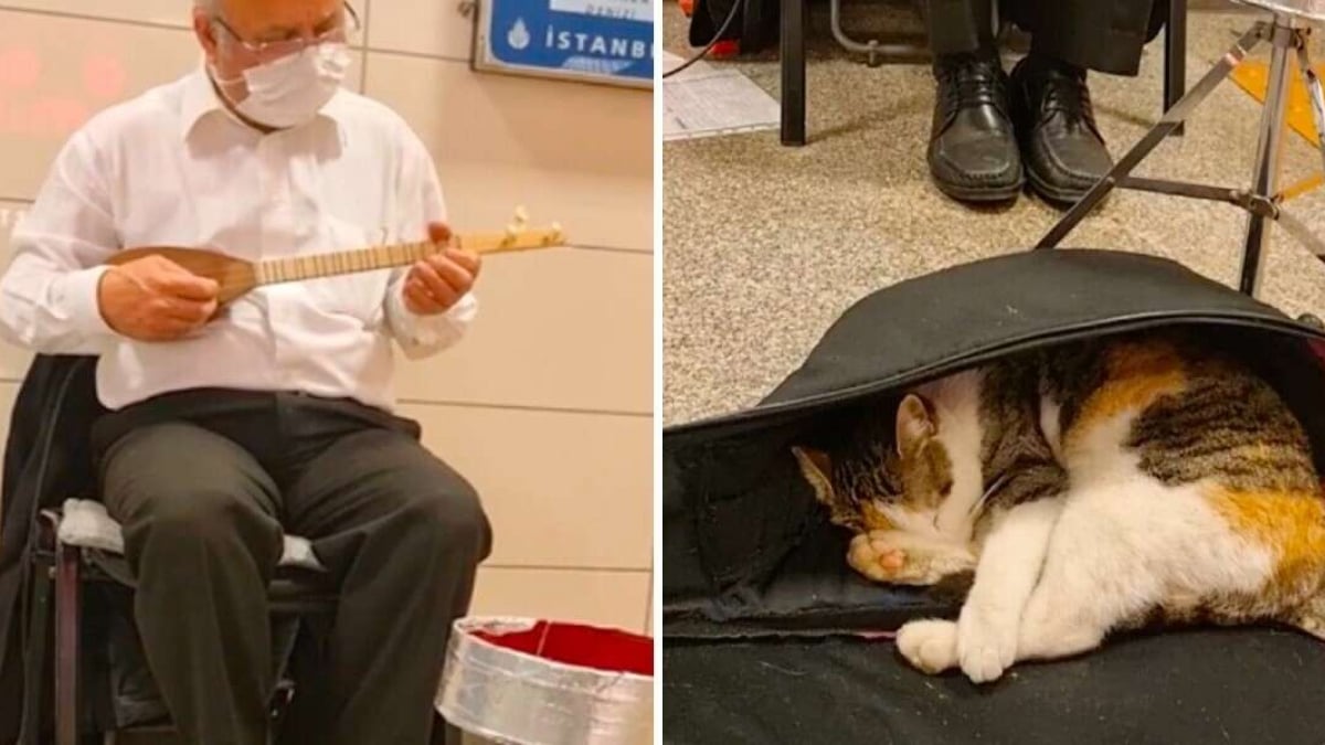 Illustration : "Un musicien joue une berceuse pour un chat errant qui cherchait l'endroit idéal pour faire la sieste (vidéo)"