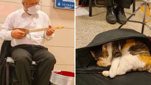 Illustration : Un musicien joue une berceuse pour un chat errant qui cherchait l'endroit idéal pour faire la sieste (vidéo)