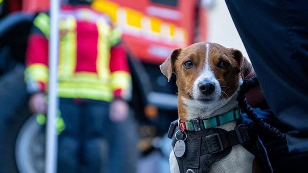 Illustration : "Patron, le chien héros renifleur d'explosifs en Ukraine a été décoré par le président Volodymyr Zelensky"