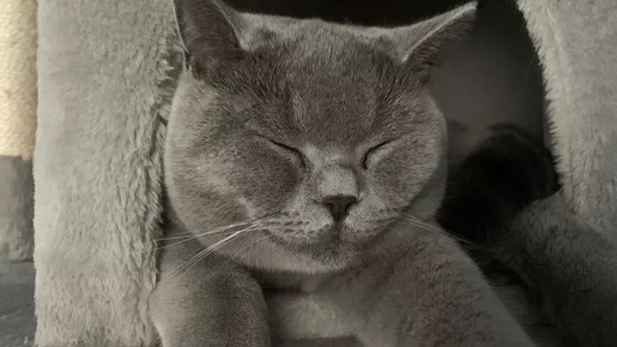 Illustration : "16 photos de chats à la fourrure grise envoûtante"