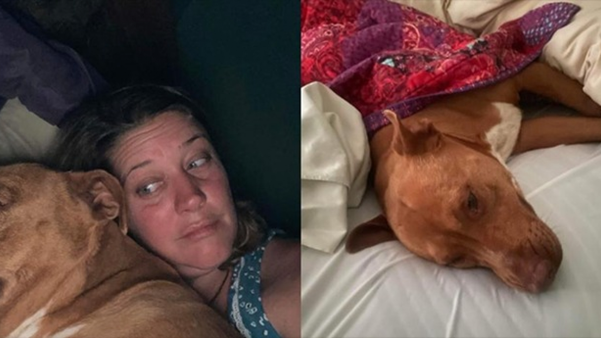 Illustration : "Elle se réveille avec un chien inconnu dans son lit ayant fait irruption chez elle"