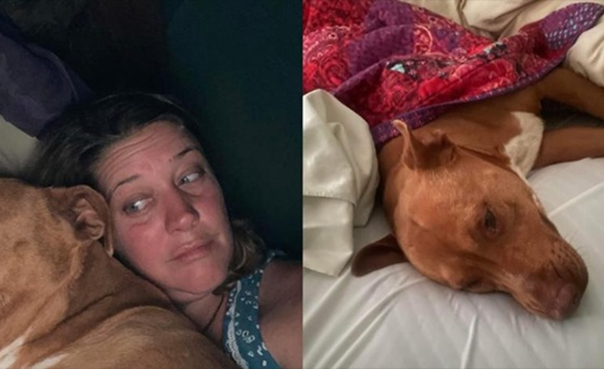 Illustration : "Elle se réveille avec un chien inconnu dans son lit ayant fait irruption chez elle"
