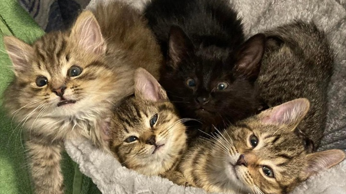 Les Chats Des Rues Se Détendent Sur Un Siège Auto Dans La Vieille