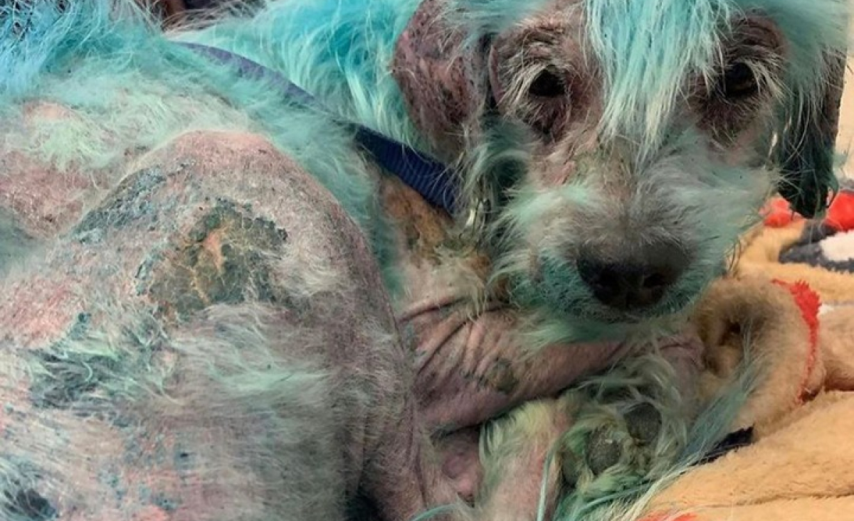 Illustration : "Elle vend sa robe de mariée pour sauver un chien au Liban abandonné, maltraité et teint en bleu"