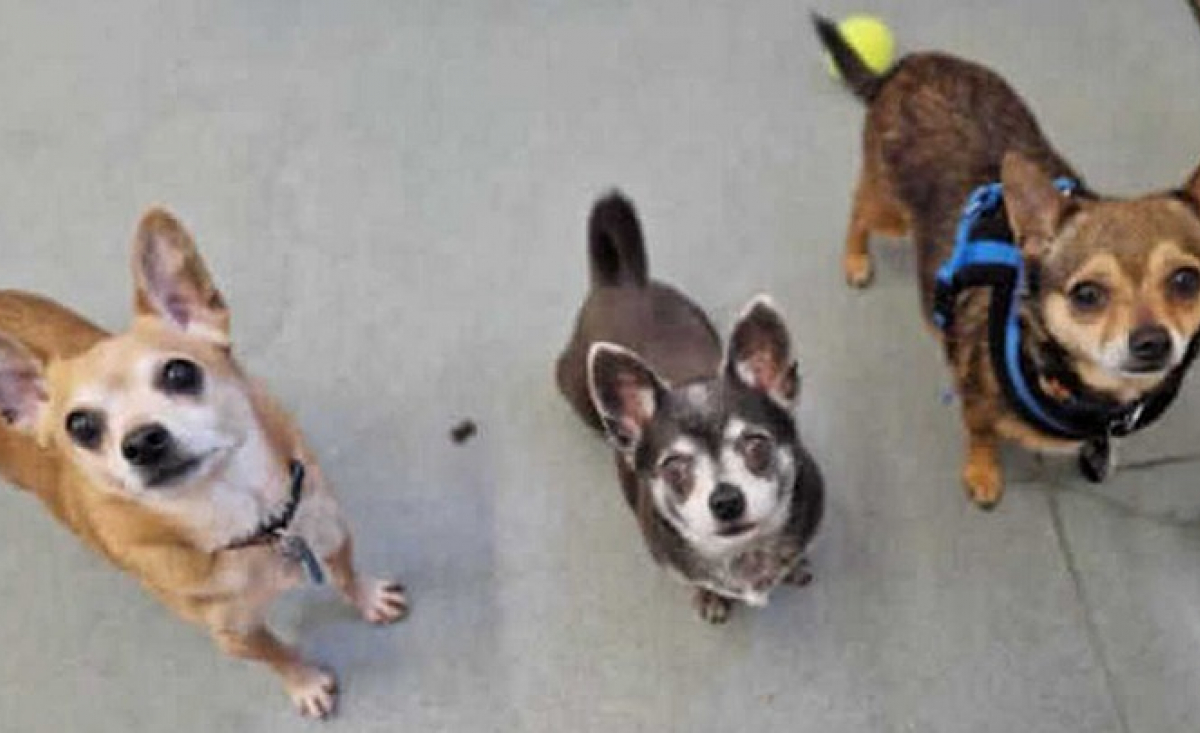 Illustration : "Ces 3 Chihuahuas inséparables aux caractères bien trempés recherchent un foyer qui pourra les accueillir ensemble"