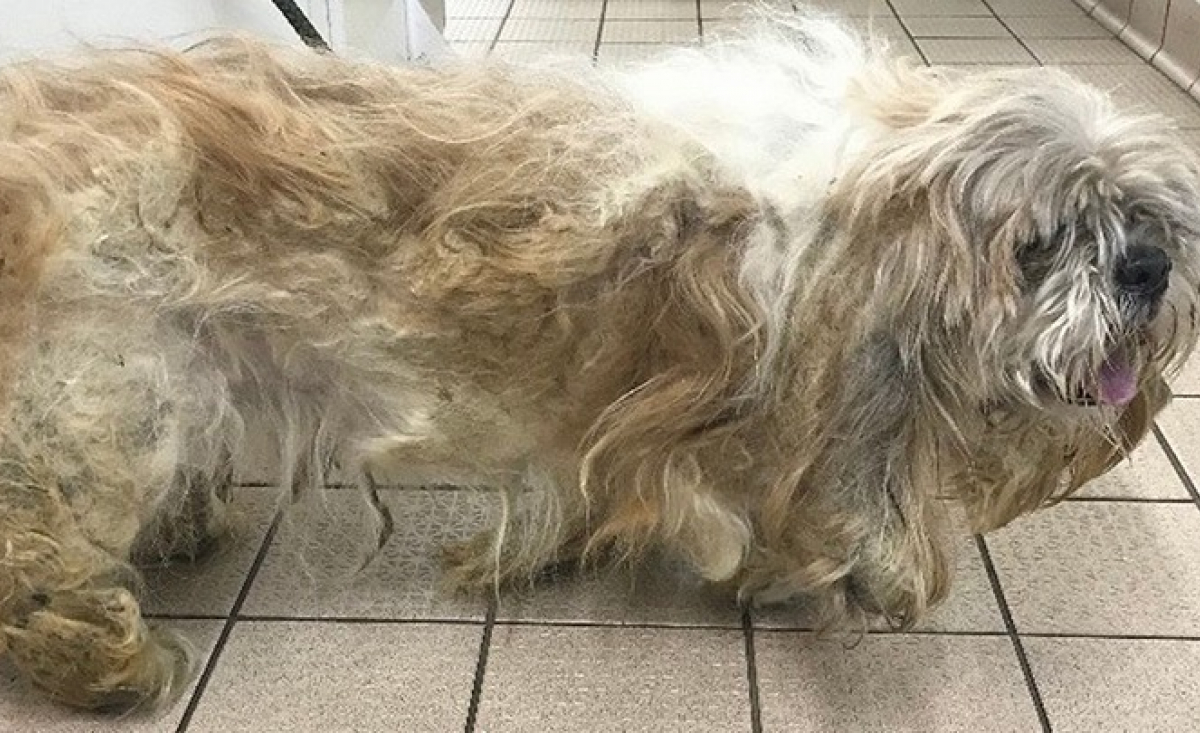 Illustration : "2 heures et demie pour tenter de retirer 1,5 kilogramme de fourrure emmêlée sur ce Shih Tzu négligé"