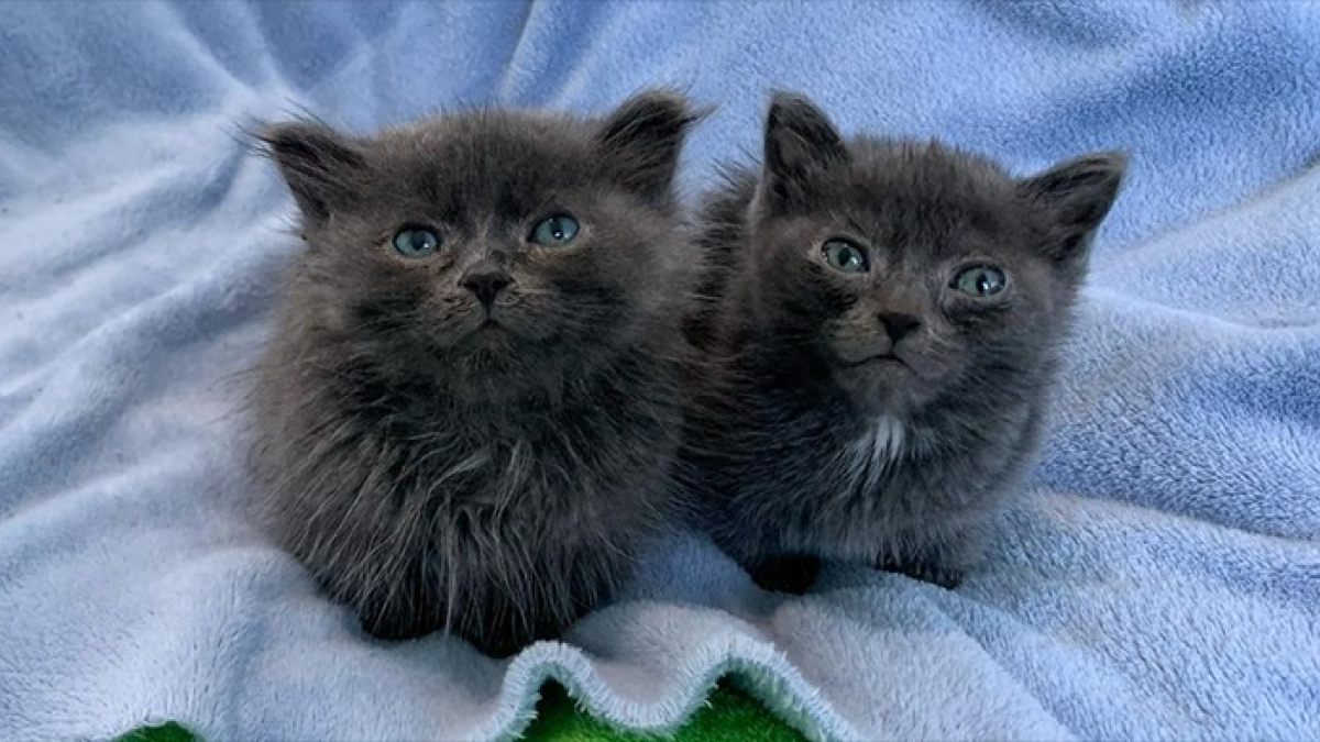 Illustration : "2 chatons minuscules et atteints d'une maladie congénitale se sont battus pour la vie dans une nouvelle famille aimante"