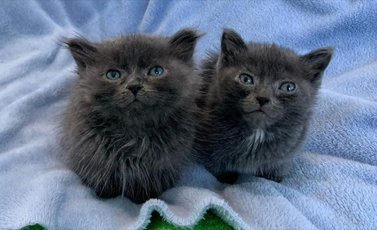 Illustration : "2 chatons minuscules et atteints d'une maladie congénitale se sont battus pour la vie dans une nouvelle famille aimante"