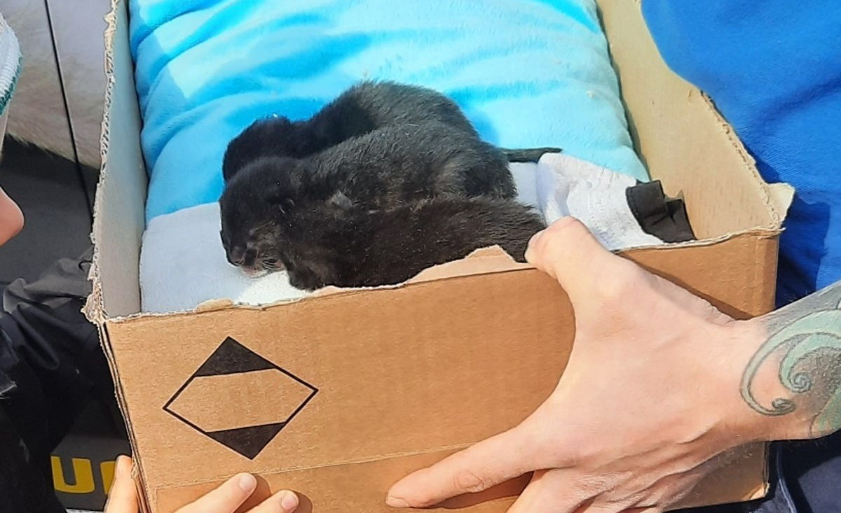 Illustration : "Une pharmacienne entend du bruit dans son grenier et découvre avec stupeur une chatte et ses 3 nouveaux-nés"