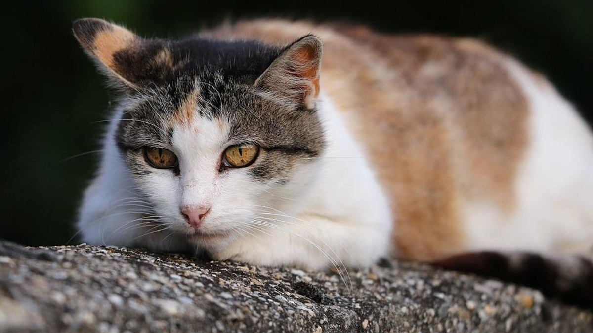 Illustration : "Un chat coincé entre les murs de 2 maisons peut remercier cette voisine attentive"