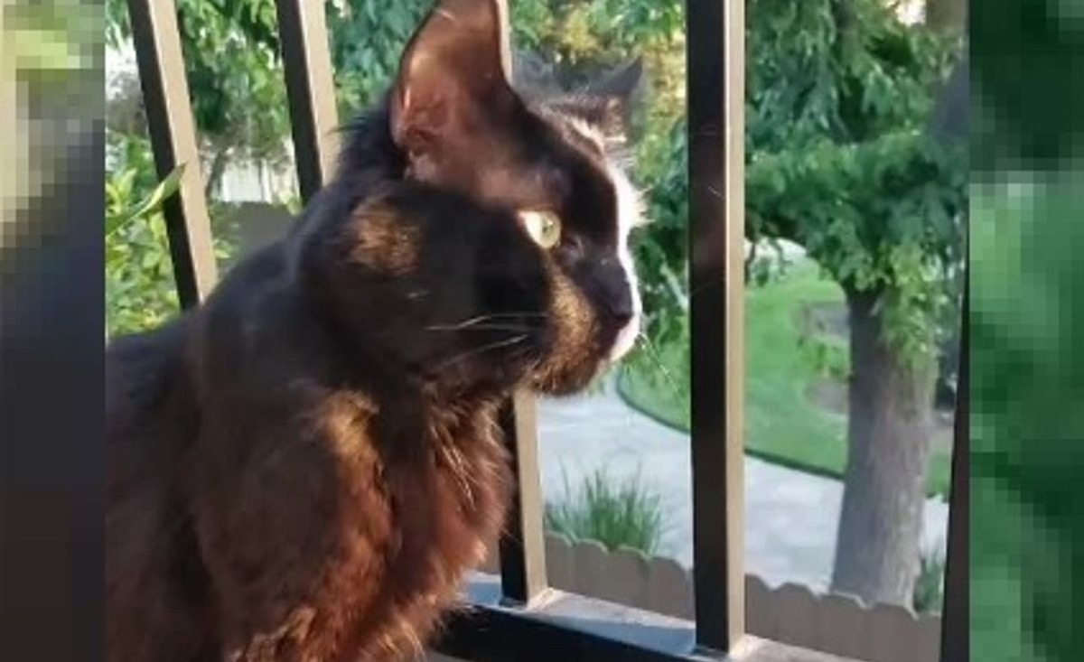 Illustration : "Ce chat à la fourrure atypique impressionne Internet"